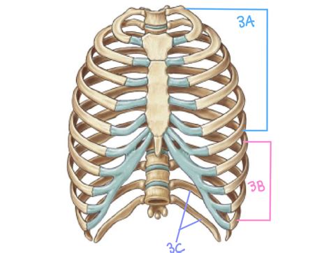 Anatomy Lab Axial Skeleton Thoracic Cage Diagram Quizlet