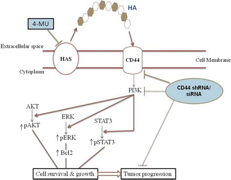 Proposed Mechanism Of Hyaluronic Acid Ha Cd Signaling And Their