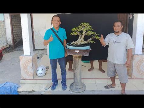 Harga 200 RB DAPAT 3 BISA NEGO CEK HARGA BONSAI BPK SUWITO 0858 5516