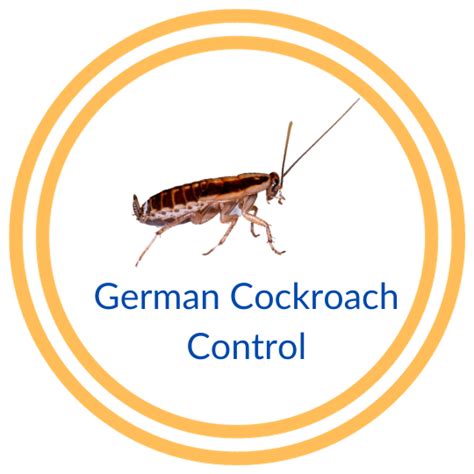 German Cockroach Control - No Bugs