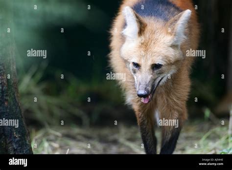 Maned Wolf Walking Banque De Photographies Et Dimages Haute