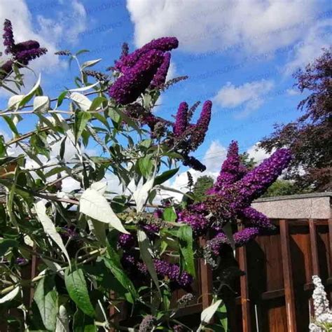 Buddleja Black Knight Butterfly Bush ScotPlants Direct UK