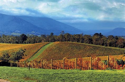 Yarra Valley Wineries Tour | Winery Tour From Melbourne