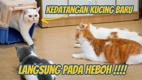 Reaksi Kucing Kedatangan Kucing Baru Youtube