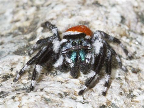 Filejumping Spider Phidippus Carneus 2 Wikimedia Commons