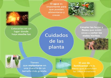 Cuidado De Las Plantas Cuidado De Las Plantas