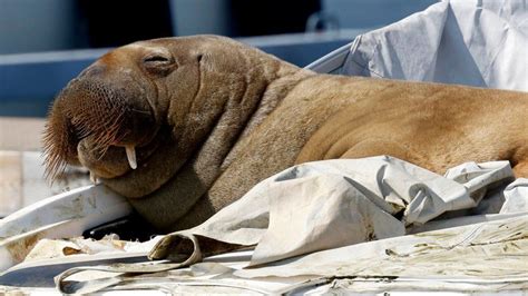 Freya The 600kg Walrus Causes A Stir In Norway Bbc News