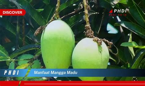 Ketahui 7 Manfaat Mangga Madu Yang Wajib Kamu Intip