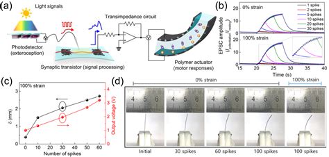 Recent Progress In Optoelectronic Neuromorphic Devices