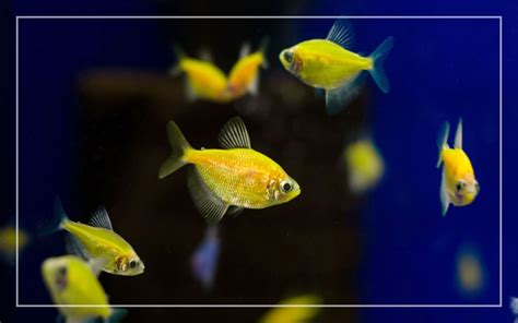 10 Yellow Freshwater Aquarium Fish (With Pictures)