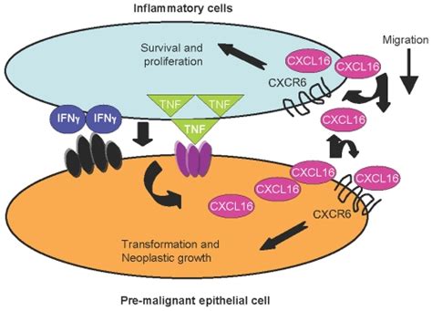 Secretion Of Cxcl From Pre Cancer Or Cancer Cells Leads To