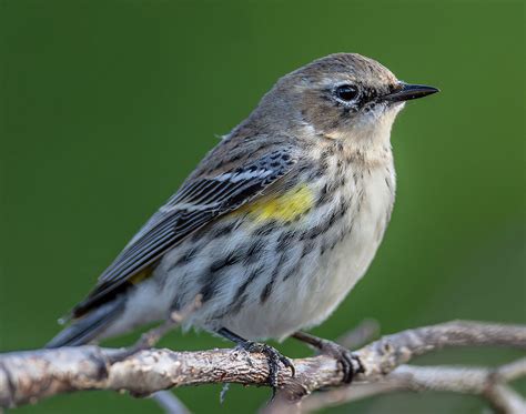 Yellow Rumped Warbler At Green Cay Nature Preserve Flickr