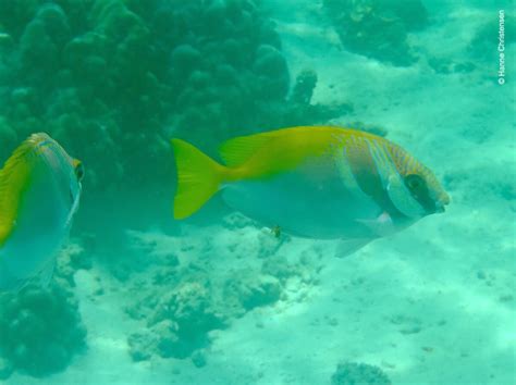 Snorkeling in Pulau Sapi, Tunku Abdul Rahman Marine Park | Snorkeling Sabah