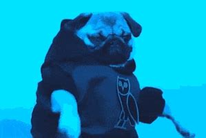 Dancing Pug GIFs - Find & Share on GIPHY