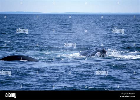 North Atlantic Right Whales Mating In The Bay Of Fundy Canada Stock