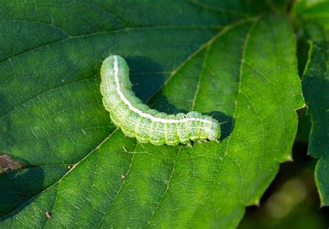 Adieu les Chenilles Vertes Méthodes naturelles pour protéger vos