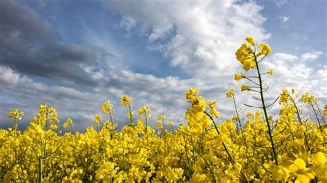 Produzione Record Di Olio Di Colza Aumenta L Utilizzo Anche Nei Nostri