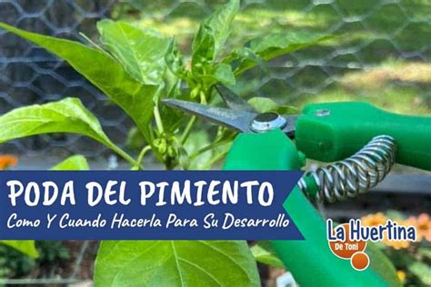 C Mo Hacer La Poda Del Pimiento Para Mejorar La Producci N