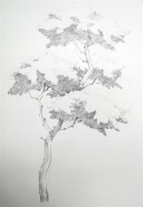 Namil Art Drawing Step By Step Drawing A Pine Tree Basic Pencil