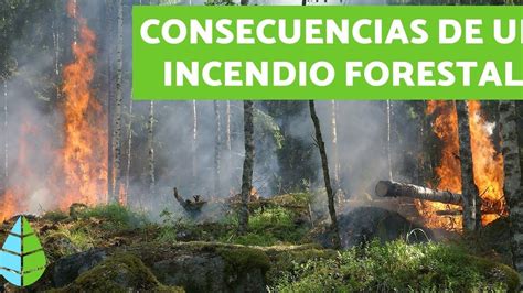 Cuáles Son Las Consecuencias De Los Incendios Forestales