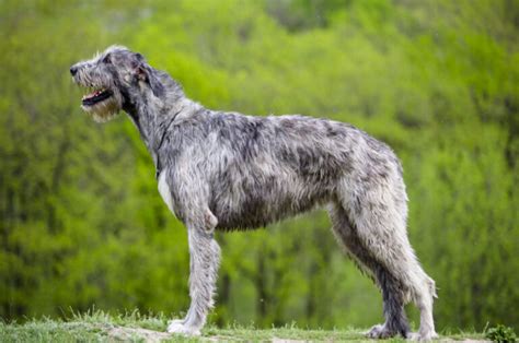 22 Irish Wolfhound Colors To Make Your Day (With Pictures)