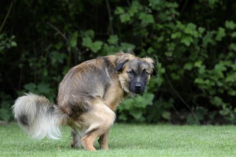 Diarrh E Jaune Chez Le Chien Comment La Traiter Efficacement