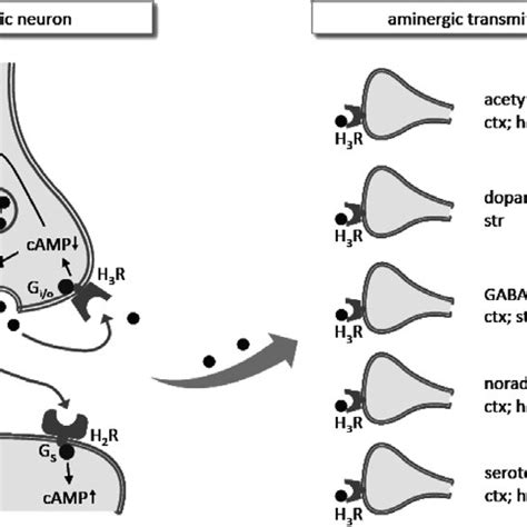 H 3 R Auto And Heteroreceptors Mechanisms Of Histamine Action On