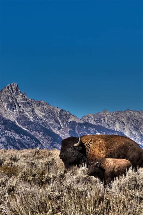 170 best images about American Buffalo/Bison on Pinterest | American ...