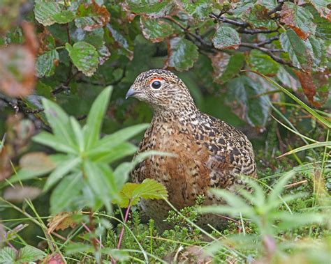 Male Willow Ptarmigan The Official State Bird Of Alaska Flickr