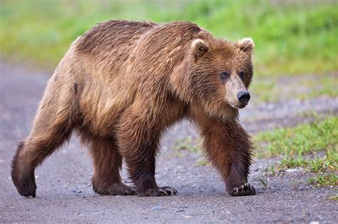 USA Wildlife