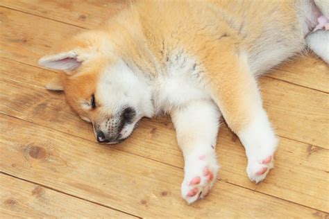 犬の寝る姿勢でわかる！リラックスしている寝相と注意したい寝相 イオンのペット葬「ペットライフ知恵袋」