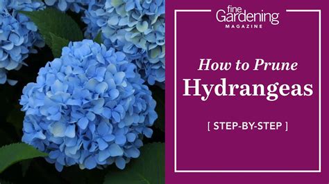 How To Prune Hydrangeas Youtube