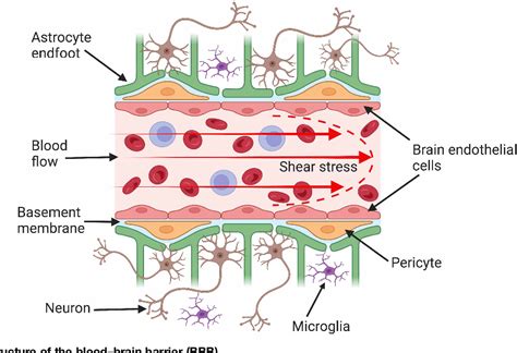 omega  blood brain barrier  beverly marone blog