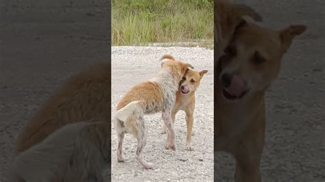 Anih Tapi Nyata Dua Ikur Anjing Jantan Ingin Berhubungan Intim Youtube