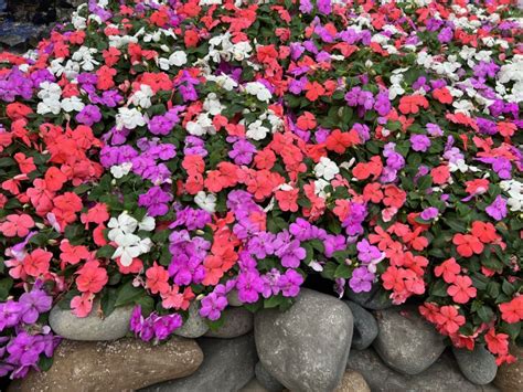 Plants That Shined On The First Day Of California Spring Trials 2023