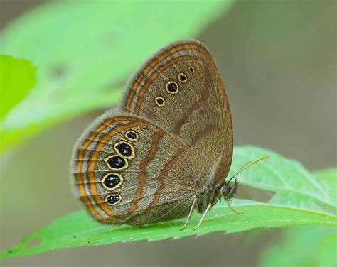 Mitchell's Satyr - Alabama Butterfly Atlas