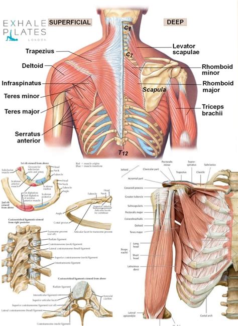 Pin By Adam Davis On Costochondritis Muscles Causing It