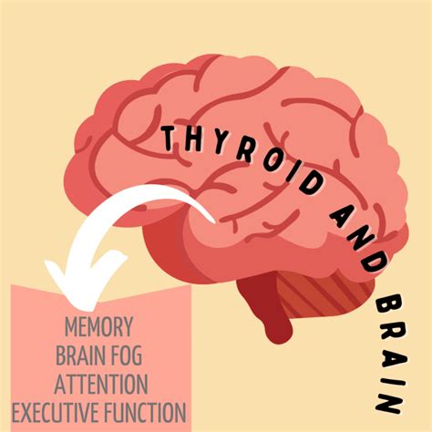 Thyroid And Brain Health Exploring The Connections My Thyroid Relief