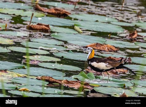 A Pheasant Tailed Jacana Posing For Portrait Stock Photo Alamy