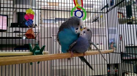 Parakeets Breeding & Mating # All that You Need to Know - YardPals