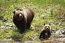 ecology   rocky mountains wikipedia