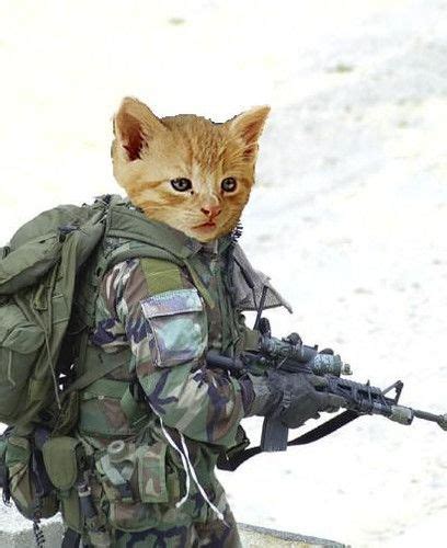 Cat Soldier Army Cats Funny Cat Pictures Funny Animals