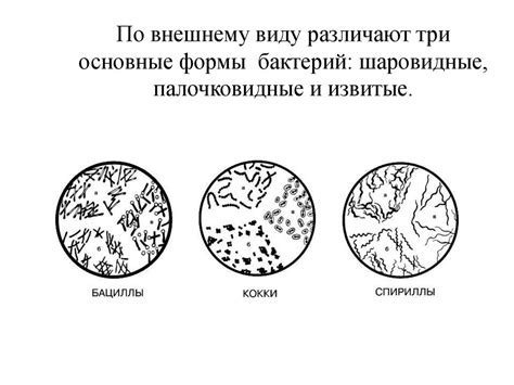 Классификация и морфология микроорганизмов - презентация онлайн