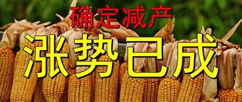 涨价已成定局——今年东北玉米减产1048万吨！玉米涨价生猪新浪新闻