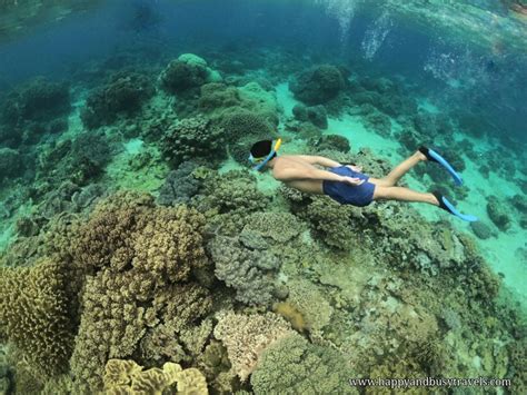 Snorkeling Around Apo Island, Philippines - Happy and Busy Travels