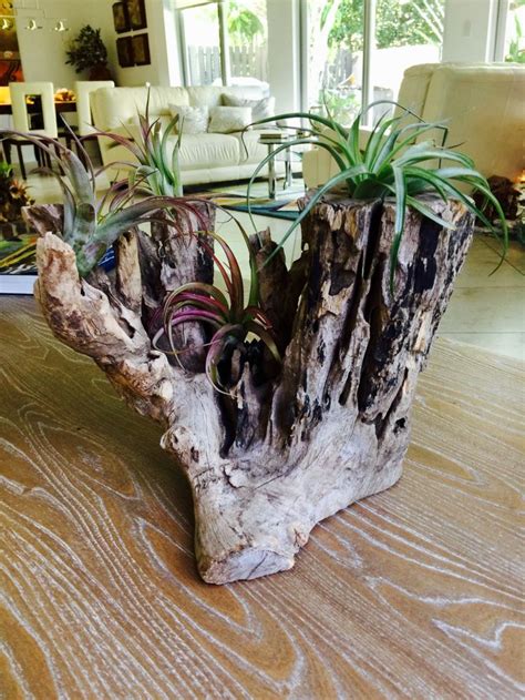 Driftwood Arrangement With Air Plants Super Fast Shipping Unique Centerpiece Садовые идеи