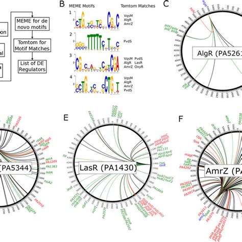 Motif Search And Regulons Of Identified Transcription Factor Binding