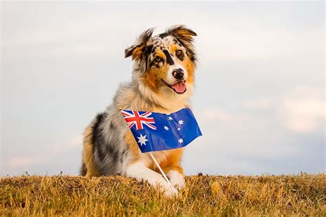 Aussie Day - Anaheim Hills