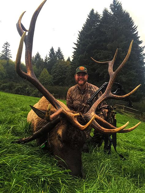 British Columbia Roosevelt Elk Hunt Archery Quality Hunts