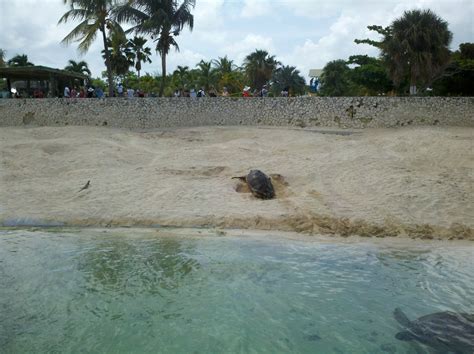 Grand Cayman Island Turtle Farm Free Stock Photo - Public Domain Pictures